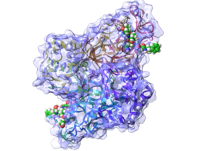 Main protease (Mpro) of the SARS-CoV-2 virus.